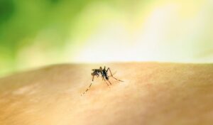 West Nile Virus: Why cases are rising in Attica and how to protect yourself