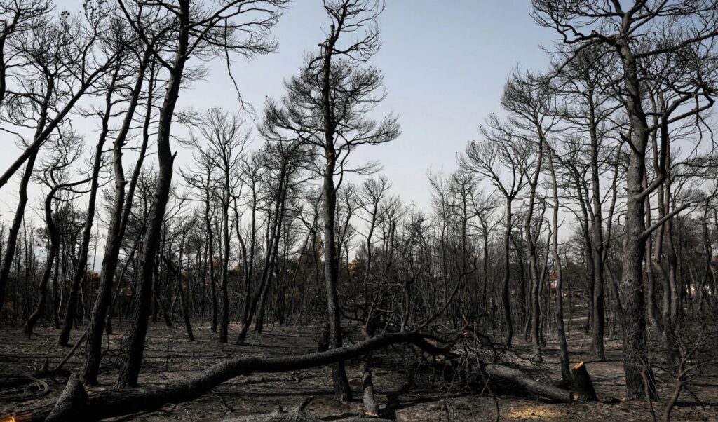 When forests turn green again after wildfire: stages of natural recovery