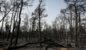 When forests turn green again after wildfire: stages of natural recovery