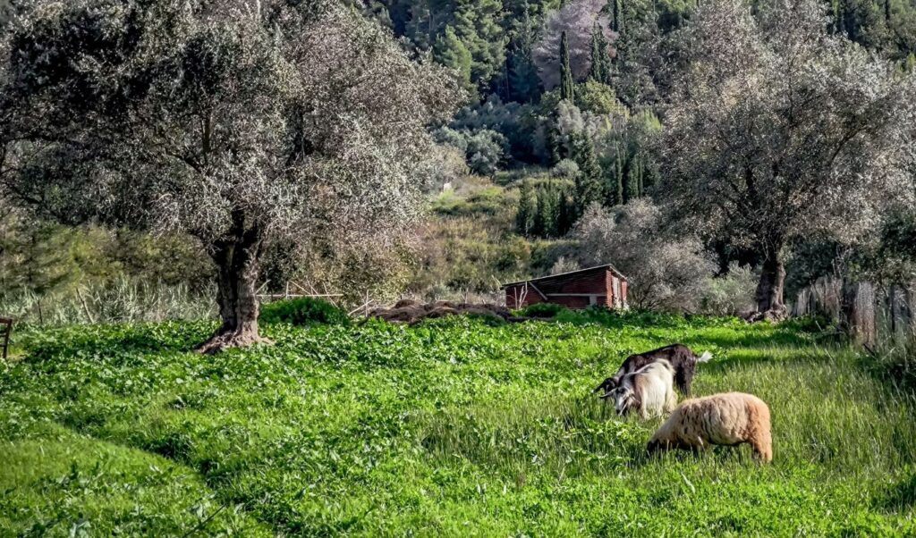 Greece pays €4.2M in livestock compensation for foot-and-mouth and pox outbreaks