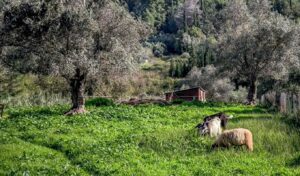 Greece pays €4.2M in livestock compensation for foot-and-mouth and pox outbreaks