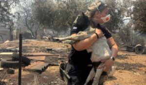 Greek Police Officer Saves Goat From Boeotia Wildfire in Viral Photo