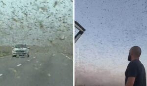 Massive locust swarm darkens skies over Russia’s Dagestan region