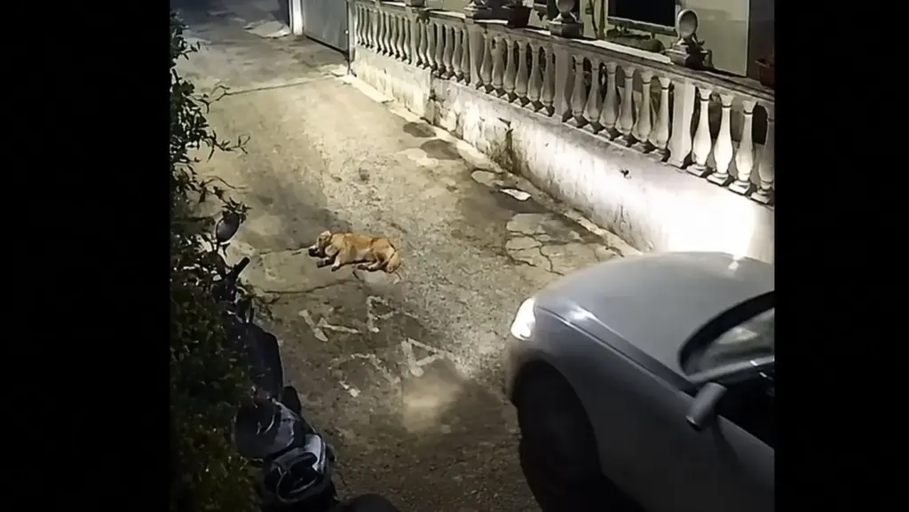 Corfu Dog Killing: Suspect Faces Up to 10 Years in Prison