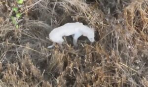 White puppy death: “Was it worth endangering a wolf family to save a dog? No” — AUTH researcher responds to backlash