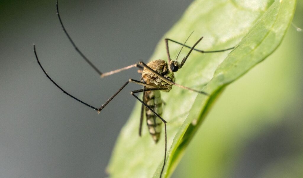 West Nile Virus: “The cases we see are just the tip of a massive iceberg”