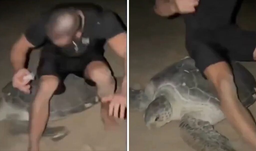 Ukrainian tourists ride sea turtle in Oman during nesting — sparking outrage