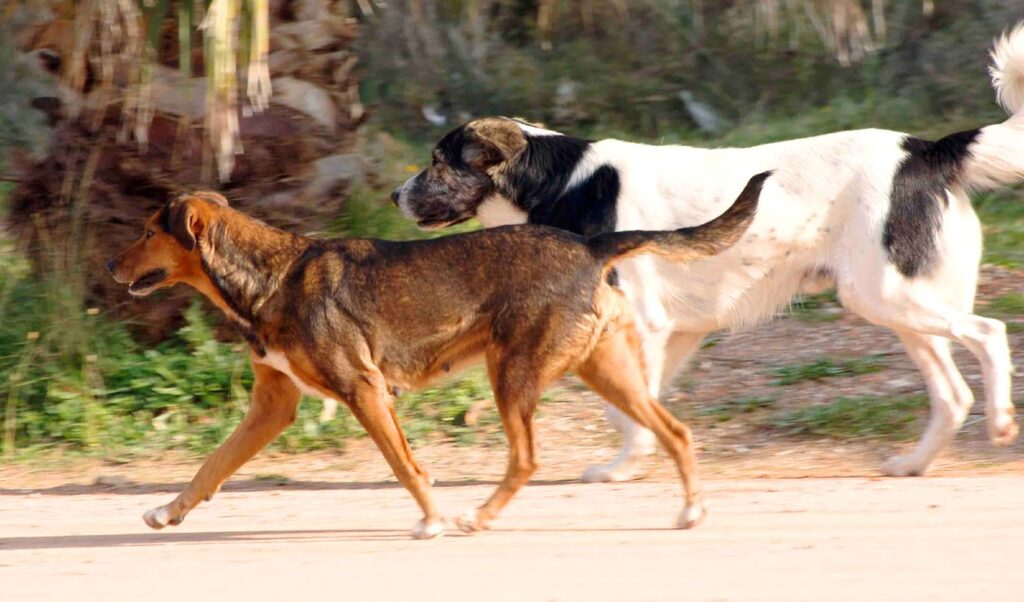 Tsitsipas family dog attack: aunt arrested, mother sought by police