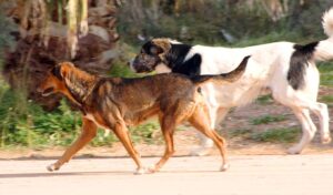 Tsitsipas family dog attack: aunt arrested, mother sought by police