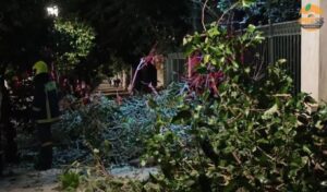 Large tree falls near Greek Prime Minister’s office on Irodou Attikou